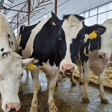 В Ульяновской области надой молока на одну корову составил 17 кг в сутки